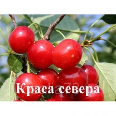 Черевишня (дюк) / вишня Краса Севера