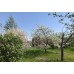 Груша Городищенская