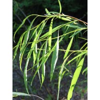 Ива остролистная Pendulifolia