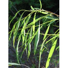 Ива остролистная Pendulifolia