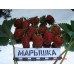 Клубника Марышка