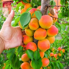 Персик Карликовый медовый
