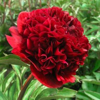 Пион Red Double