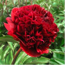 Пион Red Double