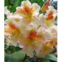 Рододендрон Бернштейн (Rhododendron Bernstein) гибридный