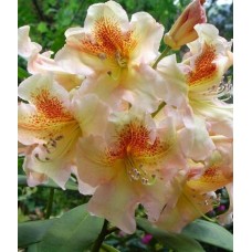 Рододендрон Бернштейн (Rhododendron Bernstein) гибридный