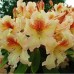 Рододендрон Бернштейн (Rhododendron Bernstein) гибридный