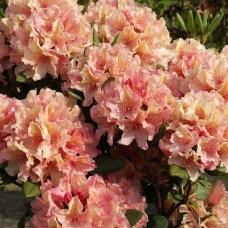 Рододендрон Бразилия (Rhododendron Brasilia) гибридный