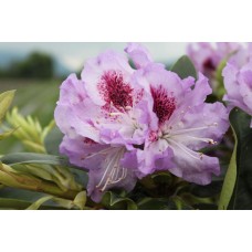 Рододендрон Блю Питер (Rhododendron Blue Peter) гибридный