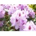 Рододендрон Блю Питер (Rhododendron Blue Peter) гибридный