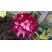 Рододендрон Миднайт Мистик (Rhododendron Midnight Mystique) гибридный