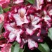 Рододендрон Миднайт Мистик (Rhododendron Midnight Mystique) гибридный