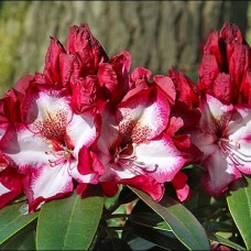 Рододендрон Миднайт Мистик (Rhododendron Midnight Mystique) гибридный