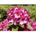 Рододендрон Миднайт Мистик (Rhododendron Midnight Mystique) гибридный