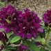 Рододендрон Полярная ночь (Rhododendron Polarnacht) гибридный