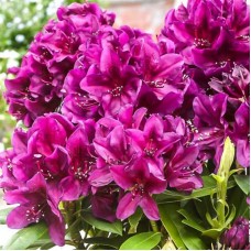 Рододендрон Полярная ночь (Rhododendron Polarnacht) гибридный