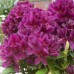 Рододендрон Полярная ночь (Rhododendron Polarnacht) гибридный