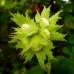 Лещина обыкновенная (Орешник) (Corylus avellana)