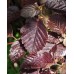 Лещина обыкновенная maxima purpurea