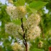 Черёмуха Маака (Prunus maackii)