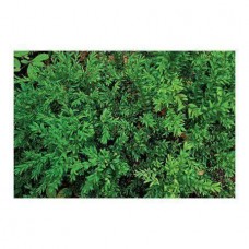 Самшит вечнозеленый angustifolia