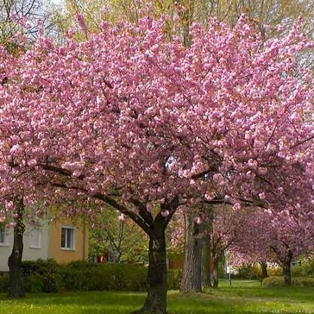 Сакура (вишня декоративная) Гажо