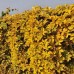 Виноград девичий пятилисточковый yellow wall