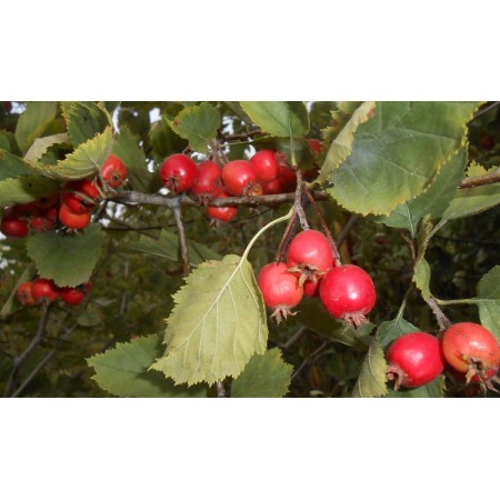 Боярышник обыкновенный (Колючий, Сглаженный, Crataegus laevigata)