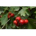 Боярышник обыкновенный (Колючий, Сглаженный, Crataegus laevigata)