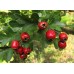 Боярышник обыкновенный (Колючий, Сглаженный, Crataegus laevigata)