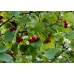 Боярышник обыкновенный (Колючий, Сглаженный, Crataegus laevigata)