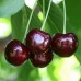 Черешня Ленинградская чёрная