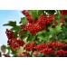 Калина садовая Закат