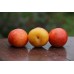 Шарафуга (гибрид абрикоса, сливы и персика — Bella Gold)