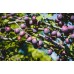 Сливово-вишневый гибрид Крошка