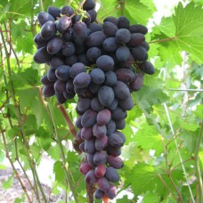 Виноград плодовый Атаман