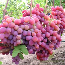 Виноград плодовый Чрупка Рожова