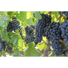 Виноград плодовый Каберне Савиньон
