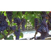 Виноград плодовый Кенадис