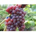 Виноград плодовый Кенадис