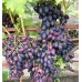 Виноград плодовый Надежда Азос