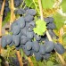 Виноград плодовый Первенец Амура