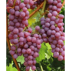 Виноград плодовый Рилайнс