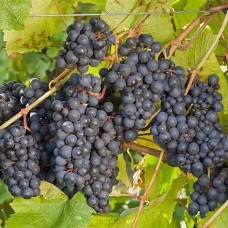 Виноград плодовый Рондо
