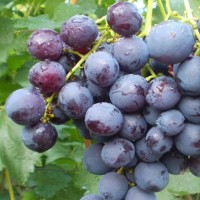 Виноград плодовый Рошфор