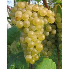 Виноград плодовый Сейваль