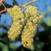 Виноград плодовый Сейваль