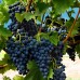 Виноград плодовый Шуйлер