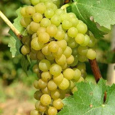 Виноград плодовый Солярис