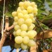 Виноград плодовый Восторг